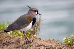 Vanellus chilensis