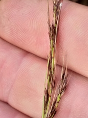 Schoenus cuspidatus