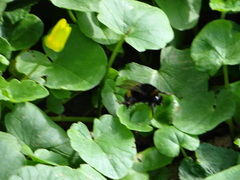 Bombus terrestris