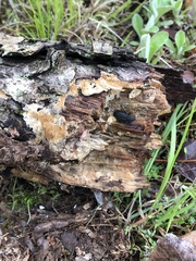 Polypleurus perforatus