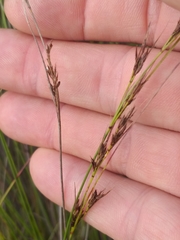 Schoenus cuspidatus