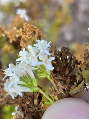 Selago glandulosa
