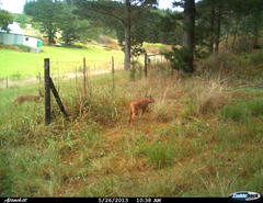 Caracal caracal caracal