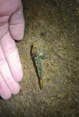 Rhinogobius niger