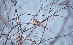 Linaria flavirostris