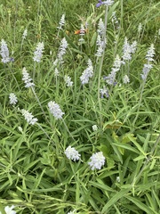Salvia farinacea