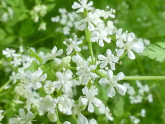 Anthriscus cerefolium