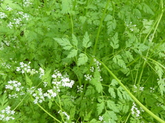 Anthriscus cerefolium