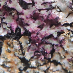 Phaeophyscia endophoenicea