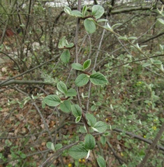 Cotoneaster tomentosus