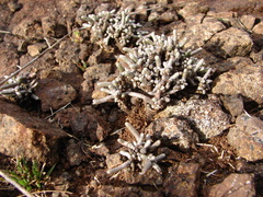 Anacampseros ustulata