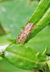 Aphrophora saratogensis