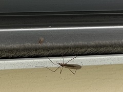 Chioneinae