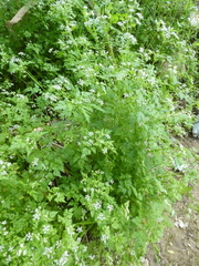 Anthriscus cerefolium