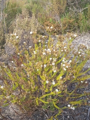 Selago glandulosa
