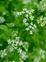 Anthriscus cerefolium