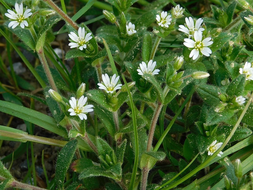 Cerastium fontanum from St Gallen, Switzerland on May 7, 2018 at 02:41 ...