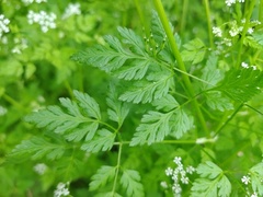 Anthriscus cerefolium