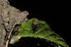 Dipoena melanogaster