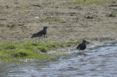 Vanellus chilensis