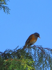 Turdus rufopalliatus