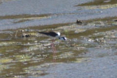 Himantopus mexicanus