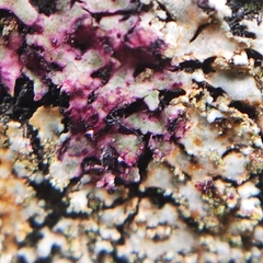 Phaeophyscia endophoenicea