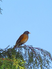 Turdus rufopalliatus
