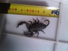 Opisthacanthus capensis