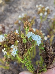 Selago glandulosa