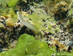 Microlipophrys dalmatinus