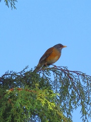 Turdus rufopalliatus