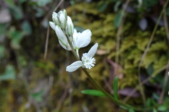 Polygala calcarea