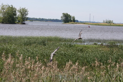 Ardea herodias