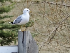 Larus delawarensis