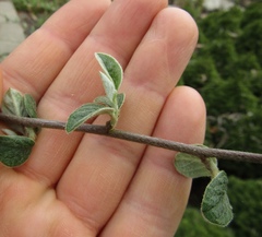 Cotoneaster tomentosus