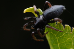 Trachyzelotes pedestris