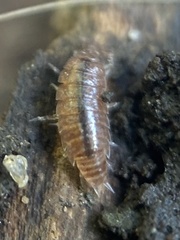 Hyloniscus riparius