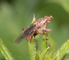 Salticella fasciata