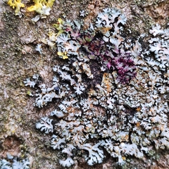 Phaeophyscia endophoenicea