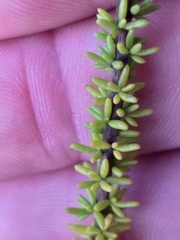 Selago glandulosa