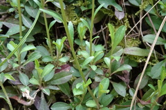 Polygala calcarea