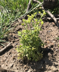 Ranunculus hebecarpus