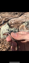 Plestiodon anthracinus anthracinus
