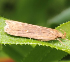 Helcystogramma triannulella