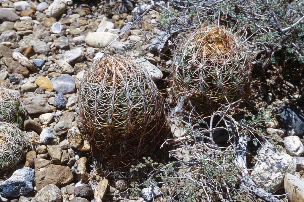 Thelocactus bicolor schwarzii from González, Tamaulipas, Messico on ...