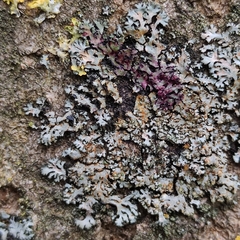 Phaeophyscia endophoenicea