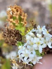 Selago glandulosa
