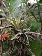 Tillandsia incarnata