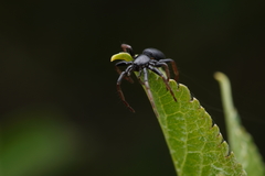 Trachyzelotes pedestris